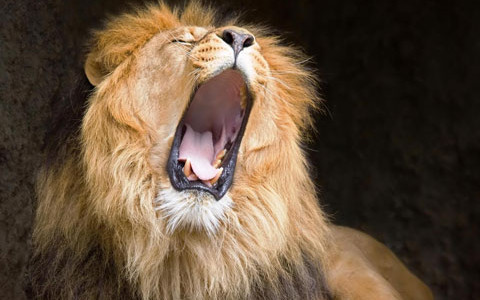 lion-yawn