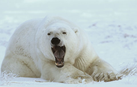 polarbearyawn