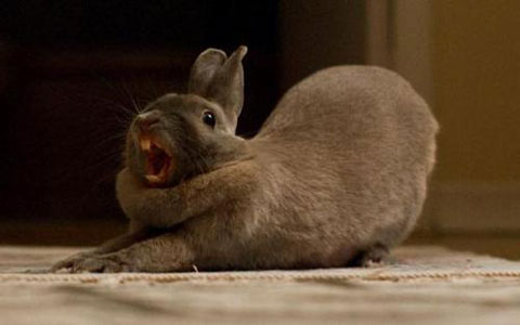 rabbityawn
